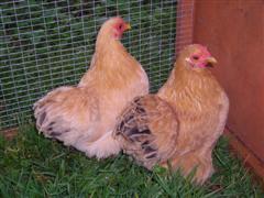 chickens
